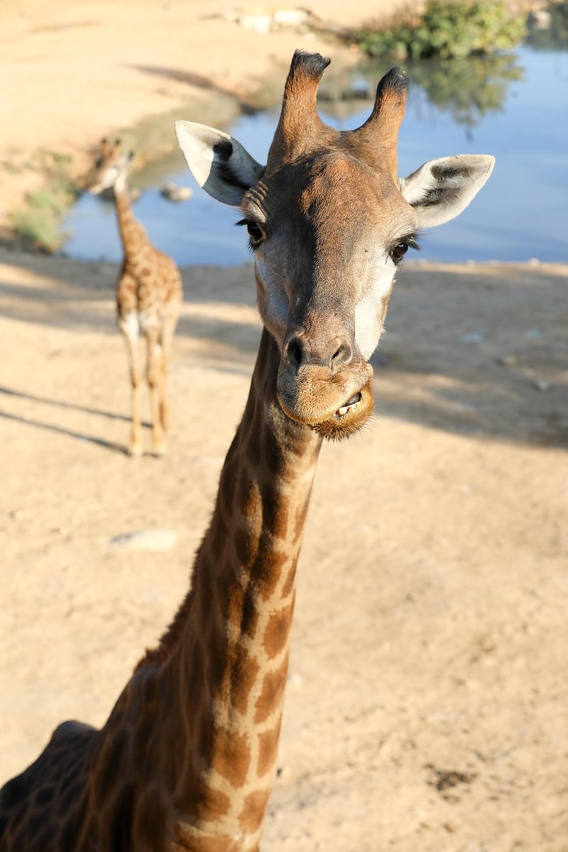 Photographic Safaris